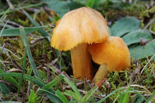 lúčnica ohnivá / voskovka prostřední