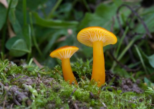 lúčnica vosková / voskovka vosková