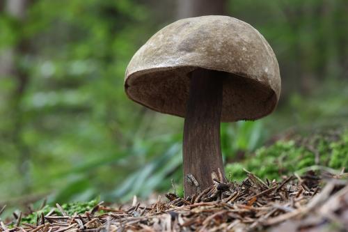 tmavohríb obyčajný / hřib nachovýtrusý