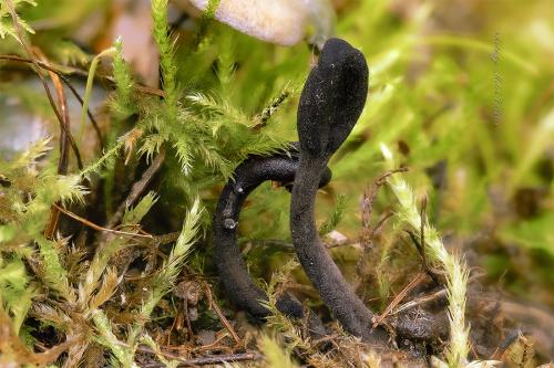 pajazýček chlpatý / jazourek srstnatý