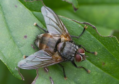 Nemoraea pellucida