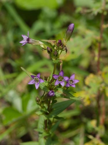 horček horký pravý