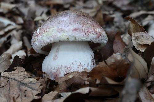 šťavnačka plávkovitá / šťavnatka holubinková