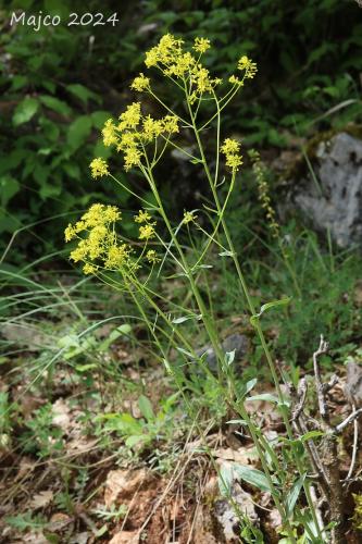 farbovník obyčajný