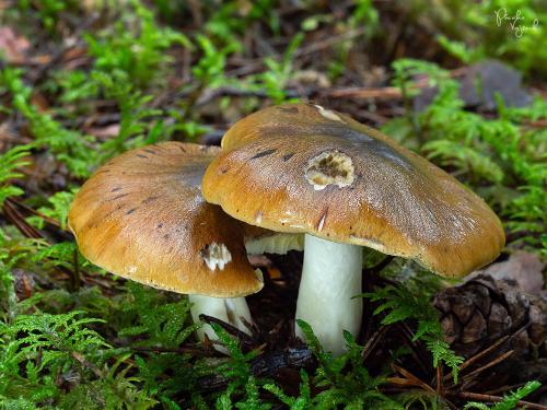 čírovka olivovohnedá