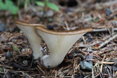 lastúrka lopatkovitá