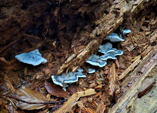 šťavnatec modrastý / bělochoroš modravý