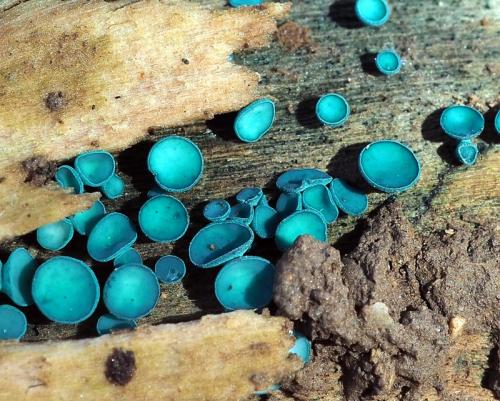 zelenica (bližšie neurčená)