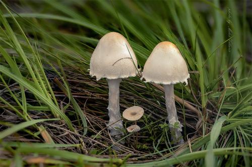 bedlička tanečnicovitá / bedla špičkovitá