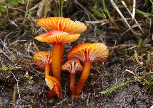 lúčnica blednúca / voskovka mírná