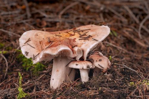 šťavnačka červenkastá / šťavnatka načervenalá