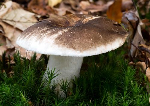 plávka černejúca / holubinka černající