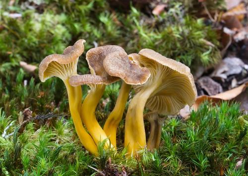 kuriatko lievikovité / liška nálevkovitá