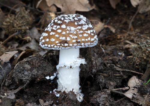 muchotrávka tigrovaná / muchomůrka tygrovaná