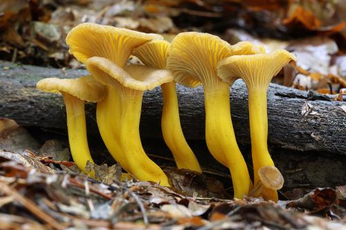 kuriatko lievikovité / liška nálevkovitá