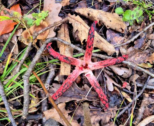 mrežovka kvetovitá / květnatec Archerův