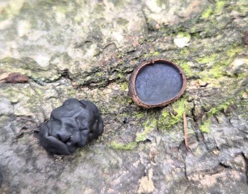 bulgária čierna / klihatka černá