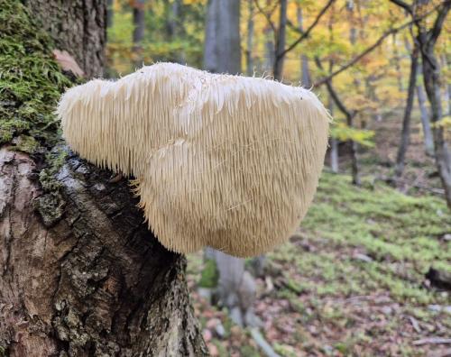 koralovec ježovitý / korálovec ježatý