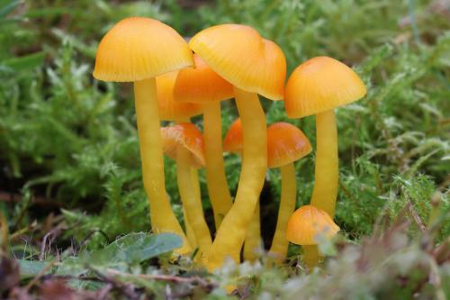 lúčnica vosková / voskovka vosková