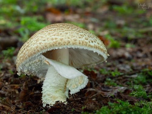 pečiarka obrovská / pečárka císařská