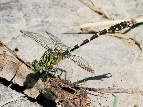 klinovka čiernonohá / klínatka vidlitá / Small Pincertail
