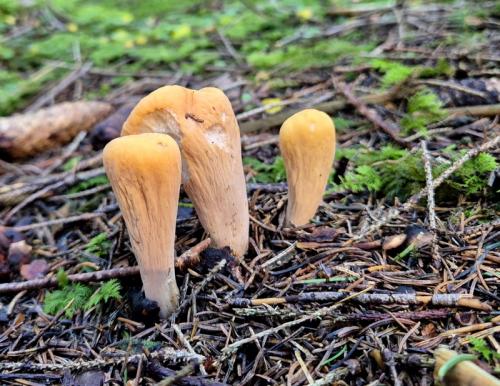 kyjak useknutý / kyj uťatý