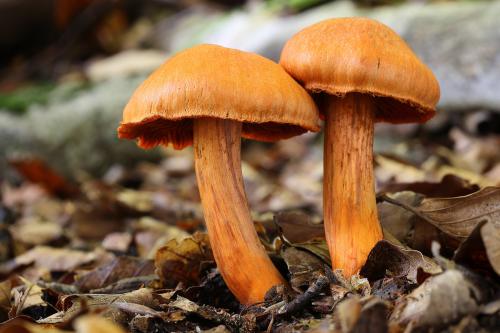 pavučinovec rumelkový / pavučinec rumělkový