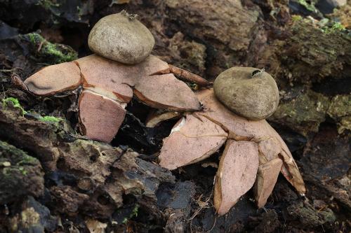 hviezdovka červenkastá / hvězdovka červenavá