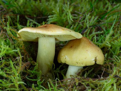 čírovka osiková / čirůvka osiková