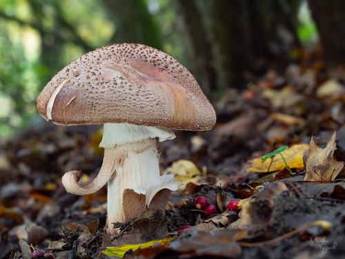 muchotrávka červenkastá / muchomůrka růžovka