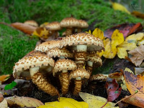 šupinovka šupinatá / šupinovka kostrbatá