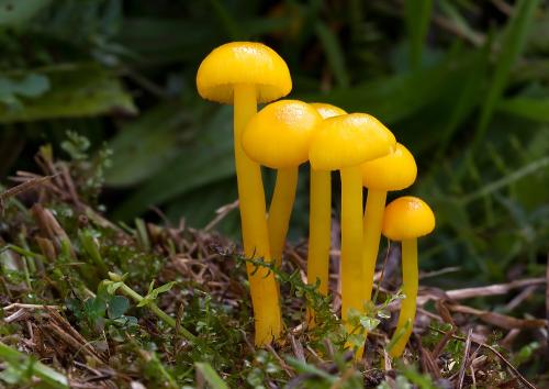 lúčnica vosková / voskovka vosková