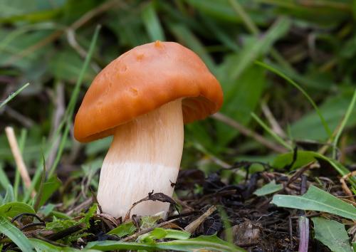 lúčnica statná / voskovka luční