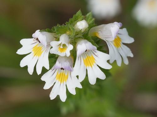 očianka bližšie neurčená