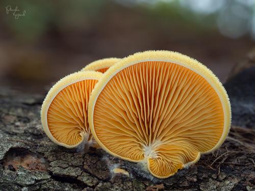 hlivník hniezdovitý / hlíva hnízdovitá