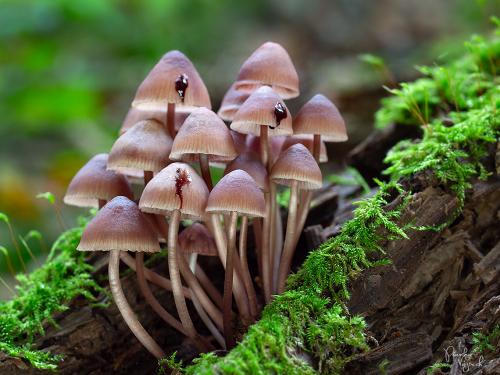 prilbička krvavomliečna / helmovka krvonohá