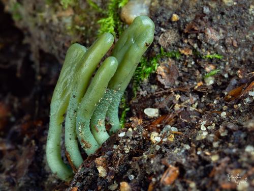 drobnojazýček sivozelený / pazoubek sivozelený