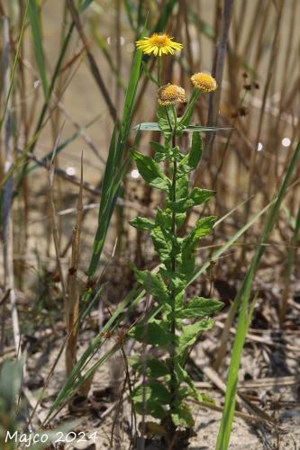 blšník červienkový