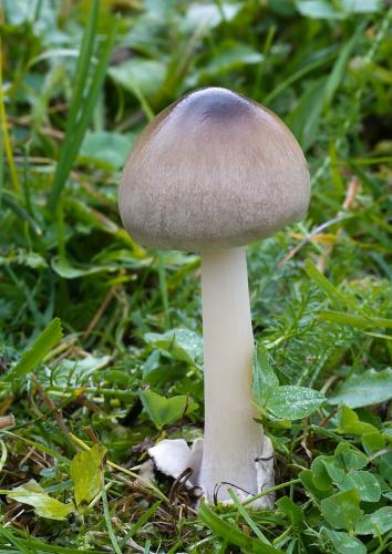 pošvovec obyčajný / kukmák okázalý