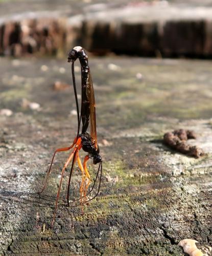 Dolichomitus imperator