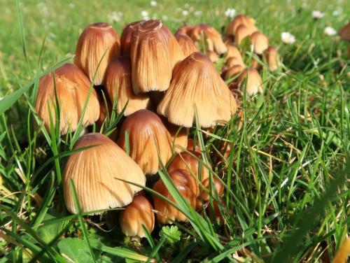 hnojník kmeňový / hnojník kmenový