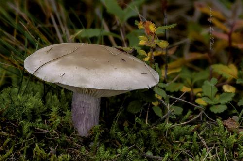 pôvabnica dvojfarebná / čirůvka dvoubarvá