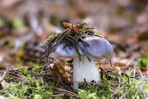 čírovka sivá / čirůvka havelka