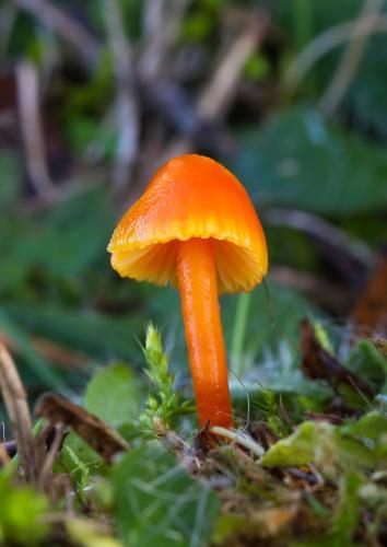 lúčnica horká / voskovka hořká