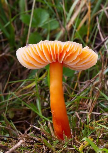 Hygrocybe sp. coccinea