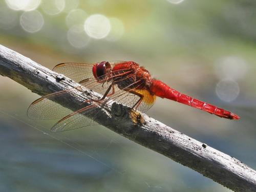 vážka / vážka červená / Broad Scarlet