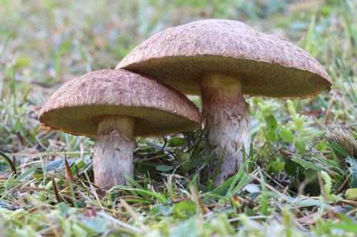 masliak douglaskový / klouzek douglaskový