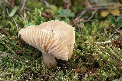 lúčnica snehobiela okrovobelavá