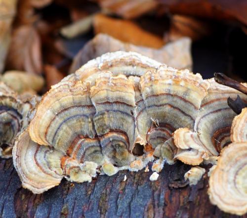 trúdnikovec pásikavý