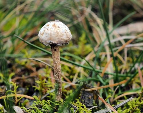 stopkovec zimný / palečka zimní